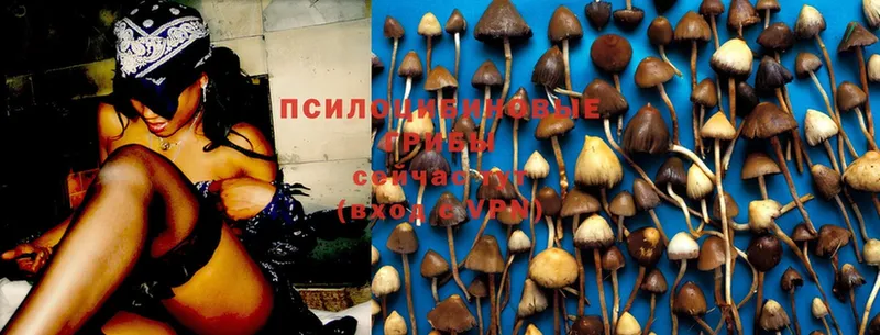 Галлюциногенные грибы Magic Shrooms  Венёв 